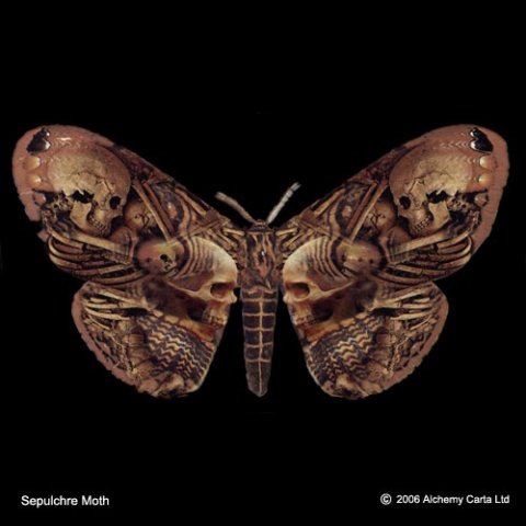 Sepulchre Moth (CA279)